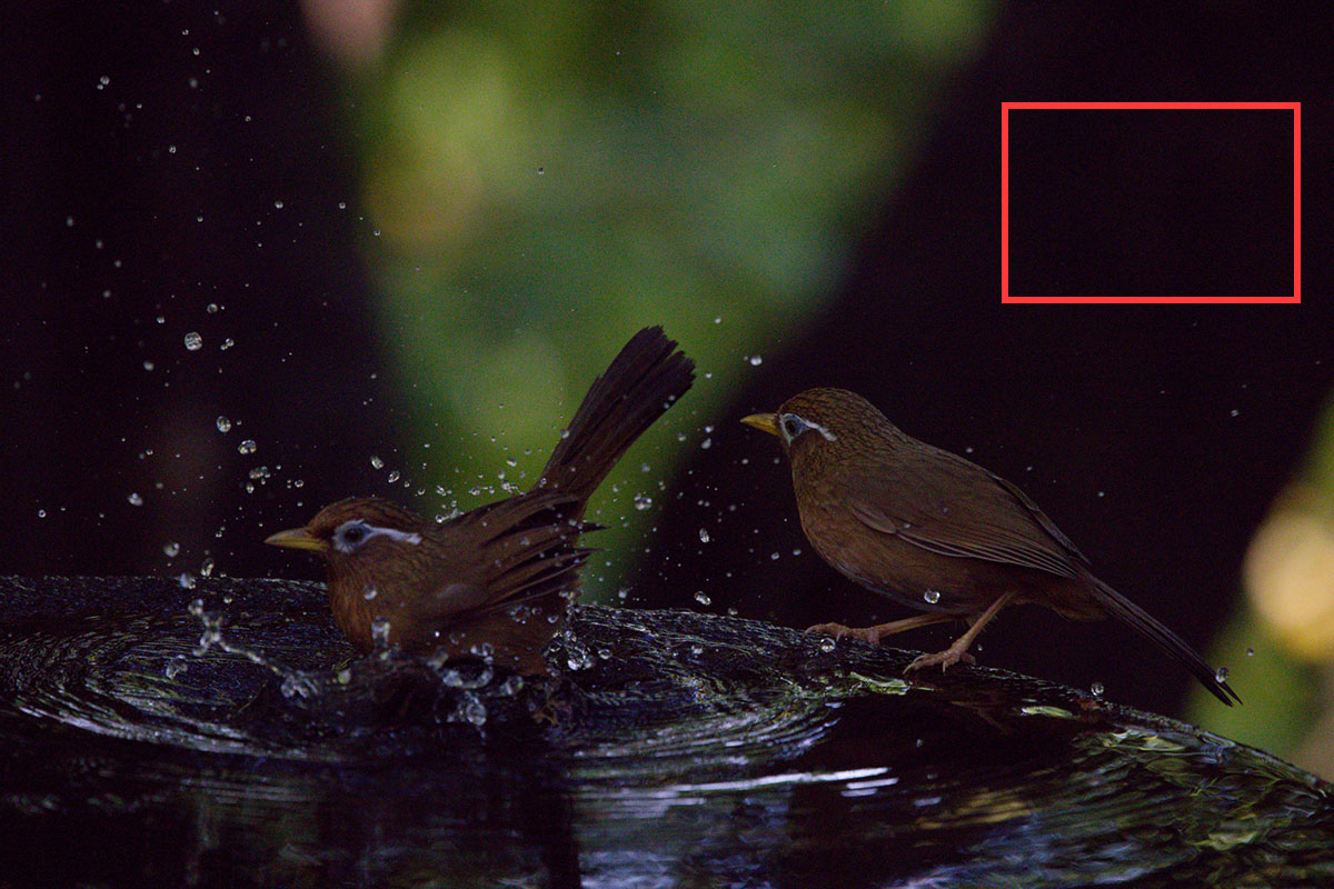 ノイズ比較サンプル画像