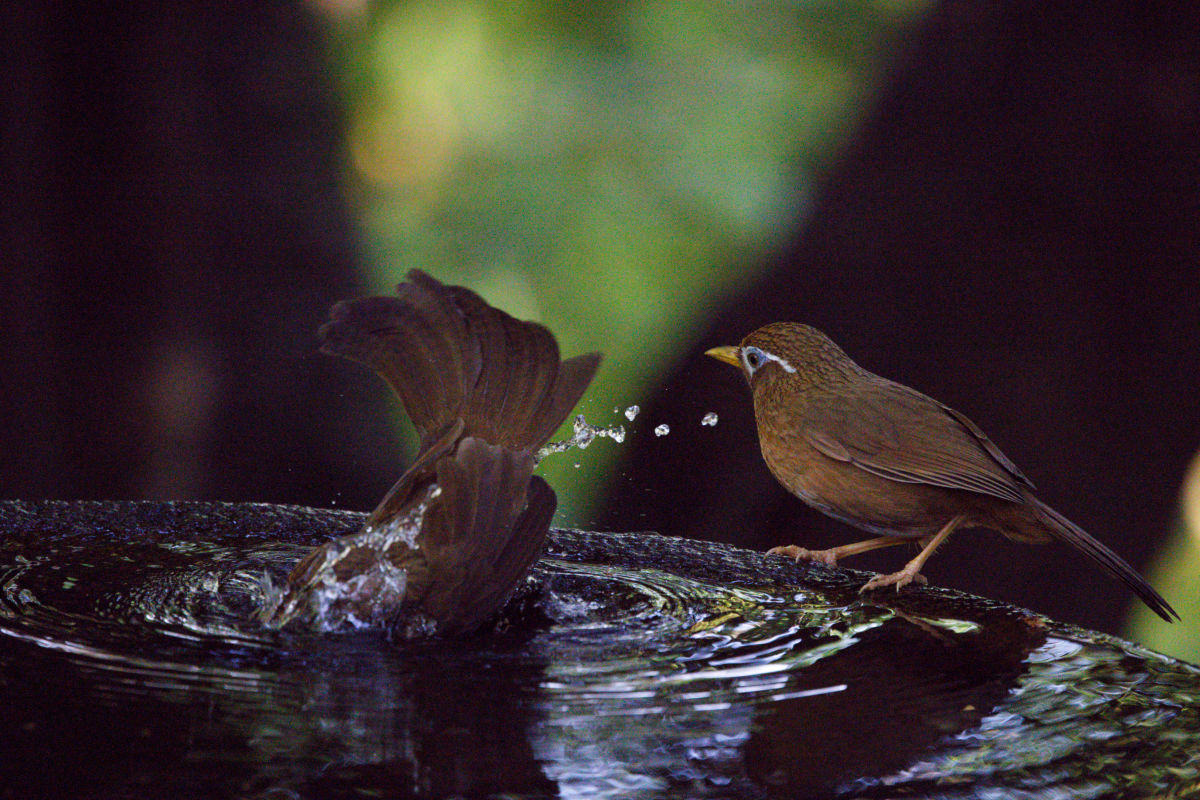 ISO 12000で撮影してノイズが出た野鳥写真
