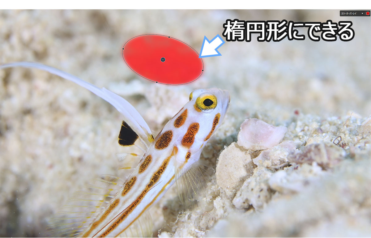 楕円形にしたコントロールポイント