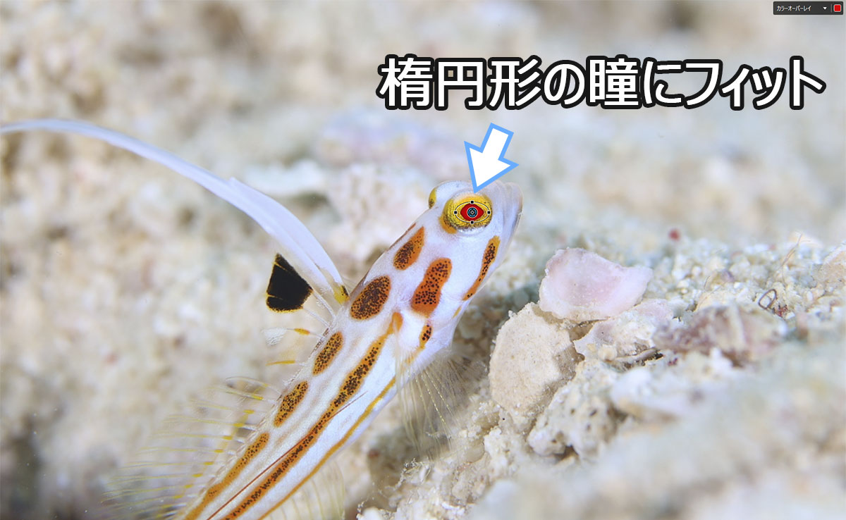 楕円形の瞳にコントロールポイントの形を合わせた状態