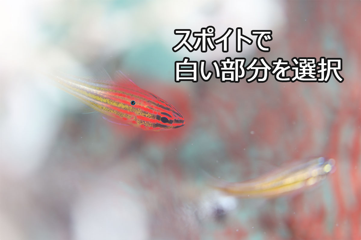 コントロールブラシのスポイトで選択した後の状態