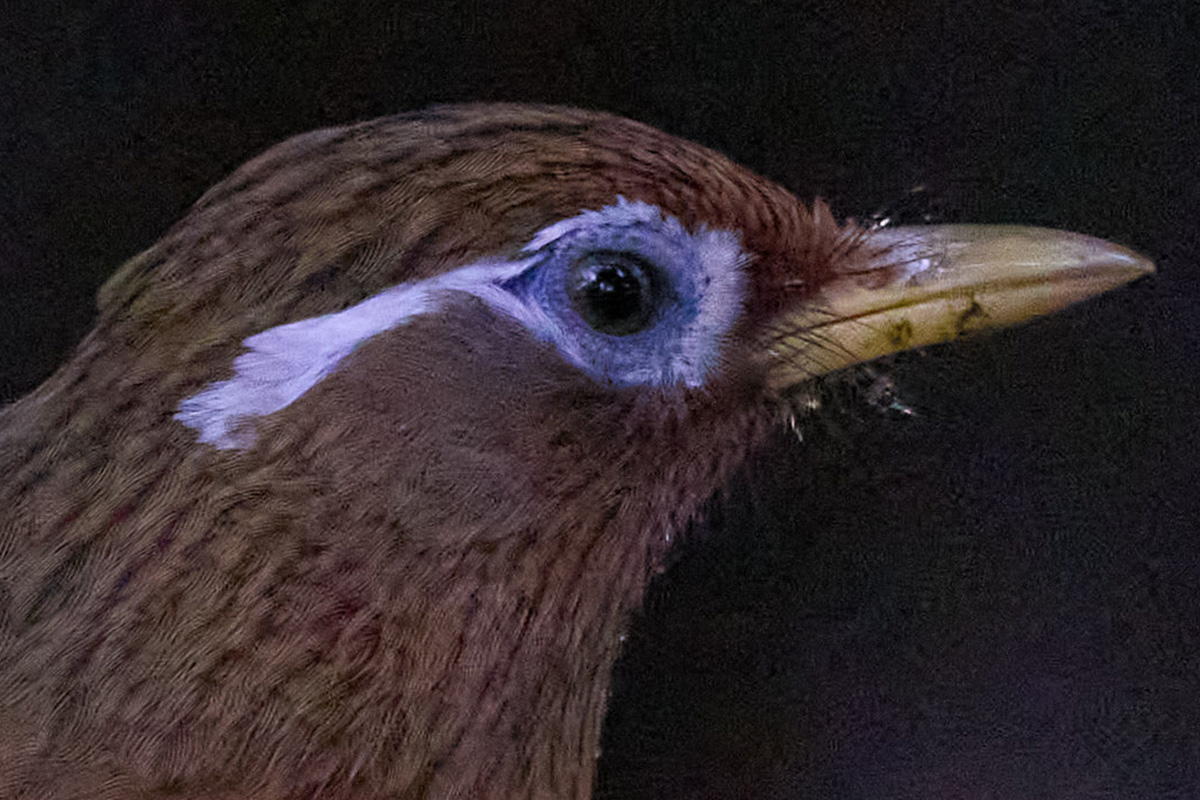 Capture Oneでノイズ除去後の写真